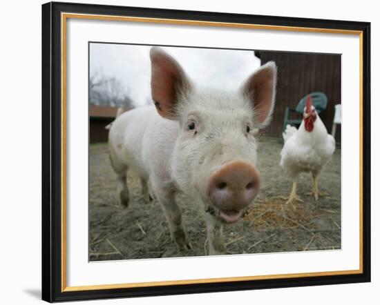 Pigs across America, Ravenna, Ohio-Amy Sancetta-Framed Photographic Print