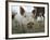 Pigs across America, Ravenna, Ohio-Amy Sancetta-Framed Photographic Print