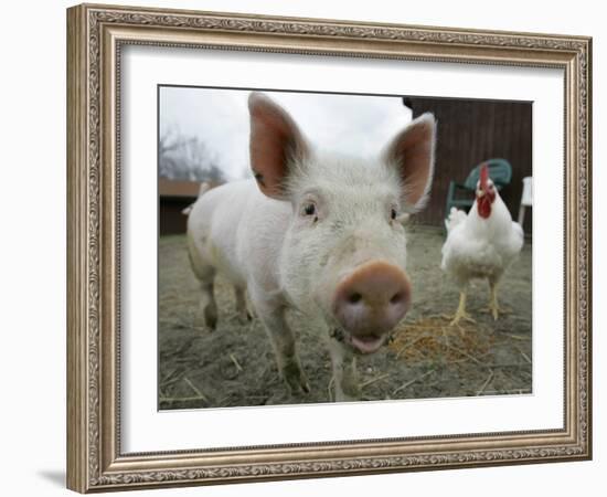 Pigs across America, Ravenna, Ohio-Amy Sancetta-Framed Photographic Print