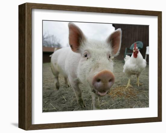 Pigs across America, Ravenna, Ohio-Amy Sancetta-Framed Photographic Print