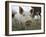 Pigs across America, Ravenna, Ohio-Amy Sancetta-Framed Photographic Print