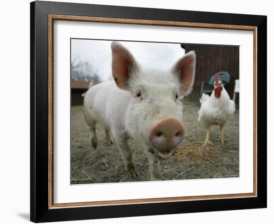 Pigs across America, Ravenna, Ohio-Amy Sancetta-Framed Photographic Print