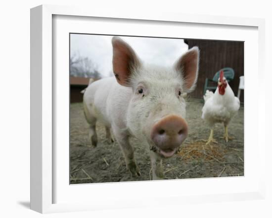 Pigs across America, Ravenna, Ohio-Amy Sancetta-Framed Photographic Print