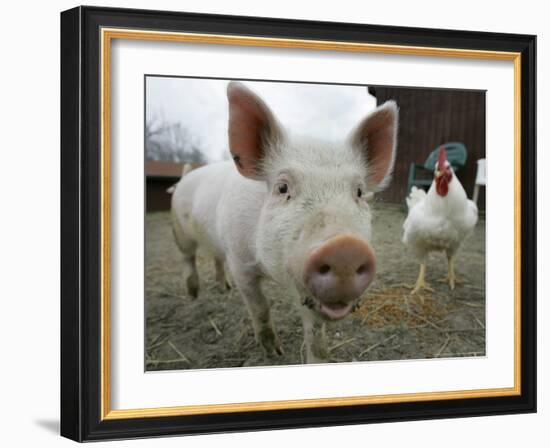 Pigs across America, Ravenna, Ohio-Amy Sancetta-Framed Photographic Print