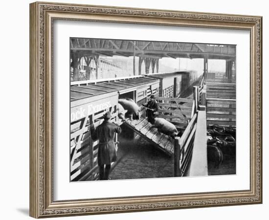 Pigs Arriving at the Chicago Stockyards to Be Converted into Pork Chops and Sausages-null-Framed Photographic Print