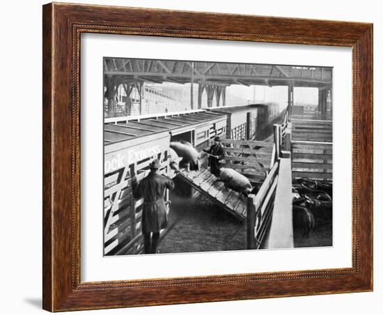 Pigs Arriving at the Chicago Stockyards to Be Converted into Pork Chops and Sausages-null-Framed Photographic Print