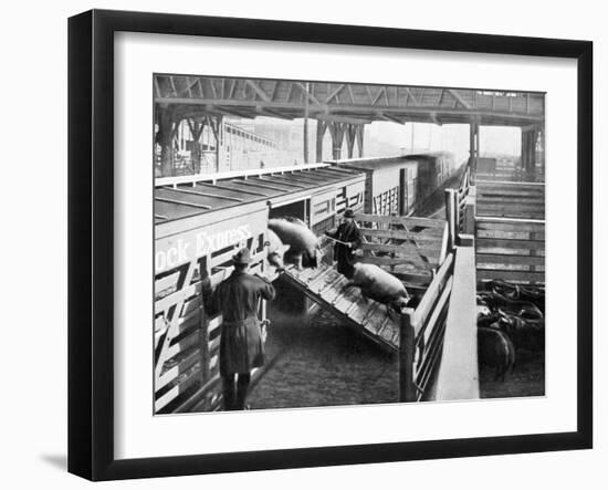 Pigs Arriving at the Chicago Stockyards to Be Converted into Pork Chops and Sausages-null-Framed Photographic Print