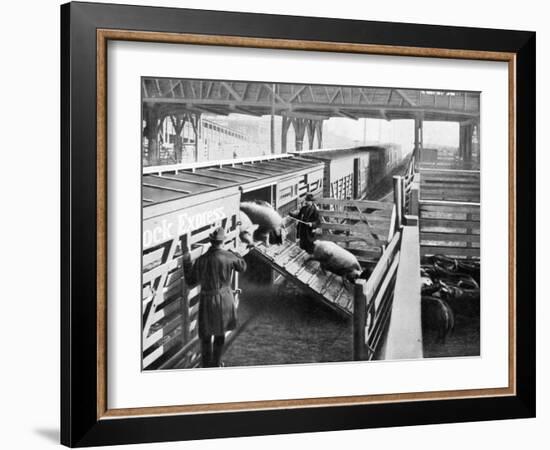 Pigs Arriving at the Chicago Stockyards to Be Converted into Pork Chops and Sausages-null-Framed Photographic Print