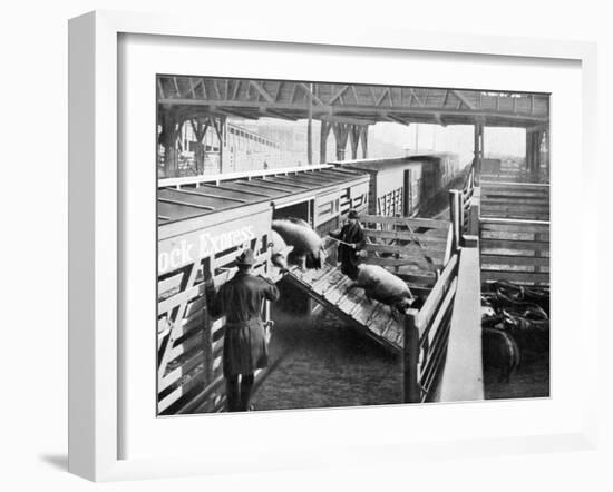 Pigs Arriving at the Chicago Stockyards to Be Converted into Pork Chops and Sausages-null-Framed Photographic Print