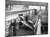 Pigs Arriving at the Chicago Stockyards to Be Converted into Pork Chops and Sausages-null-Mounted Photographic Print