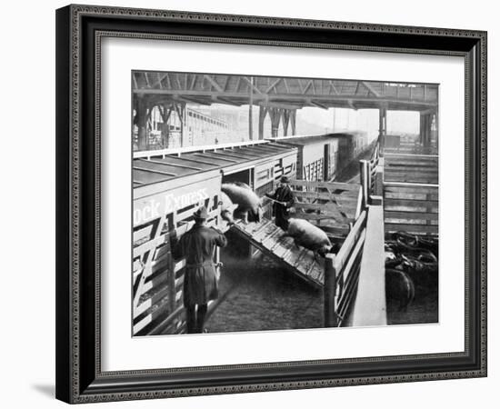 Pigs Arriving at the Chicago Stockyards to Be Converted into Pork Chops and Sausages-null-Framed Photographic Print