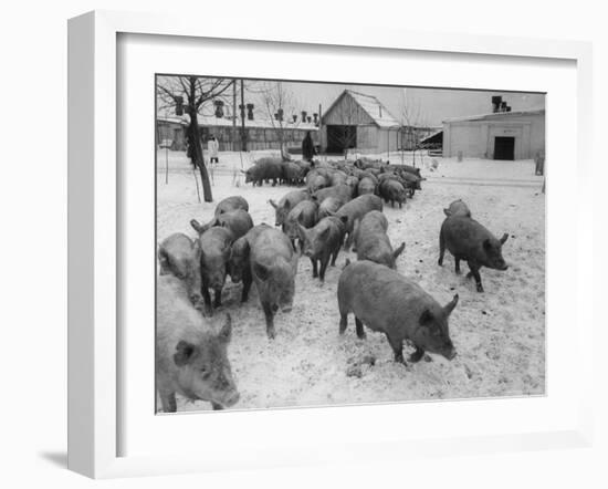 Pigs Being Herded to the Weighing Scales on a State Farm-Carl Mydans-Framed Photographic Print