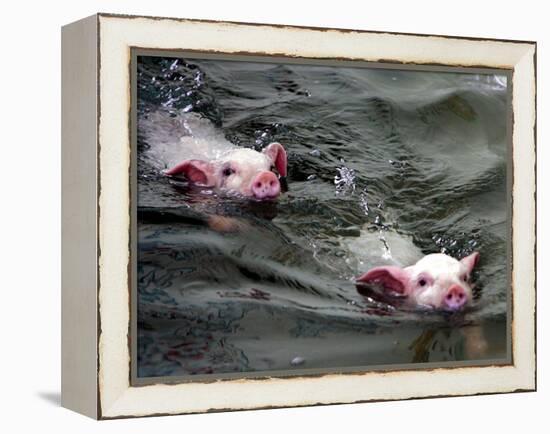 Pigs Compete Swimming Race at Pig Olympics Thursday April 14, 2005 in Shanghai, China-Eugene Hoshiko-Framed Premier Image Canvas