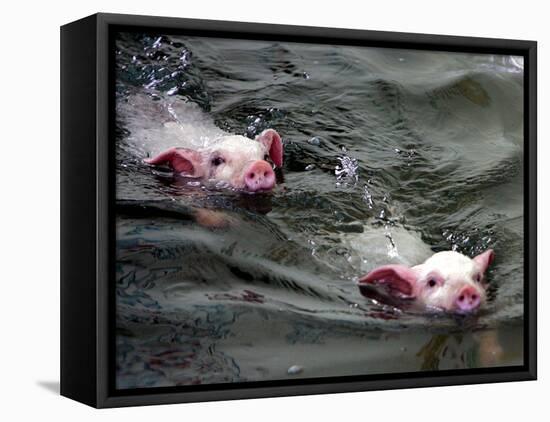 Pigs Compete Swimming Race at Pig Olympics Thursday April 14, 2005 in Shanghai, China-Eugene Hoshiko-Framed Premier Image Canvas