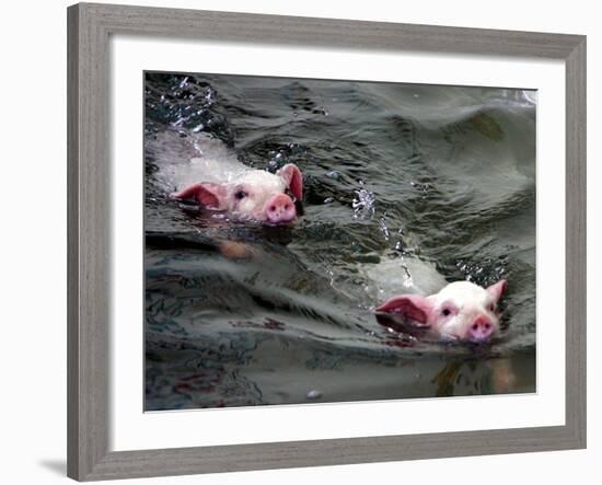 Pigs Compete Swimming Race at Pig Olympics Thursday April 14, 2005 in Shanghai, China-Eugene Hoshiko-Framed Photographic Print