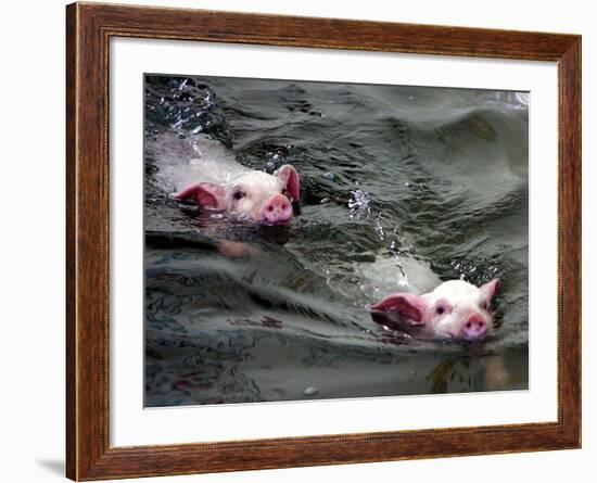 Pigs Compete Swimming Race at Pig Olympics Thursday April 14, 2005 in Shanghai, China-Eugene Hoshiko-Framed Photographic Print