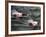 Pigs Compete Swimming Race at Pig Olympics Thursday April 14, 2005 in Shanghai, China-Eugene Hoshiko-Framed Photographic Print