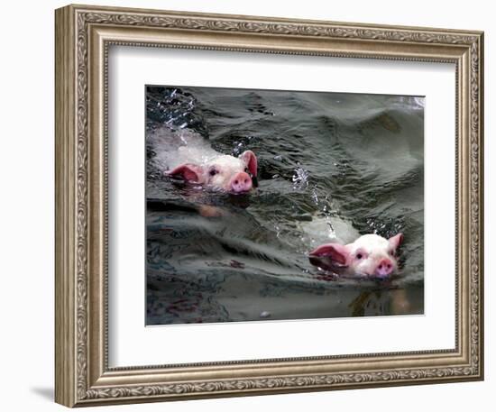 Pigs Compete Swimming Race at Pig Olympics Thursday April 14, 2005 in Shanghai, China-Eugene Hoshiko-Framed Photographic Print