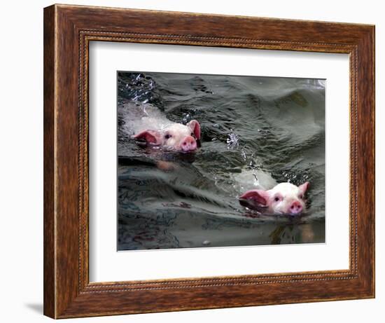 Pigs Compete Swimming Race at Pig Olympics Thursday April 14, 2005 in Shanghai, China-Eugene Hoshiko-Framed Photographic Print