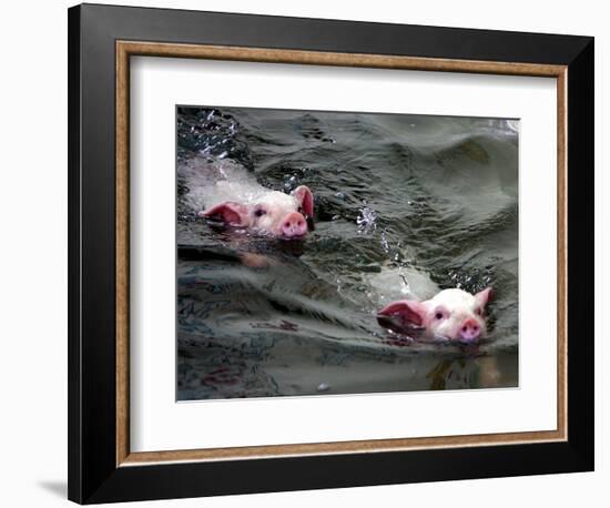 Pigs Compete Swimming Race at Pig Olympics Thursday April 14, 2005 in Shanghai, China-Eugene Hoshiko-Framed Photographic Print