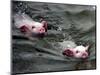 Pigs Compete Swimming Race at Pig Olympics Thursday April 14, 2005 in Shanghai, China-Eugene Hoshiko-Mounted Photographic Print