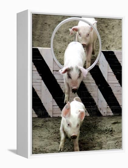 Pigs Compete the Obstacle Race at Pig Olympics Thursday April 14, 2005 in Shanghai, China-Eugene Hoshiko-Framed Premier Image Canvas