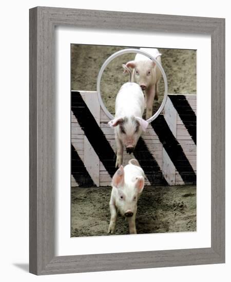 Pigs Compete the Obstacle Race at Pig Olympics Thursday April 14, 2005 in Shanghai, China-Eugene Hoshiko-Framed Photographic Print