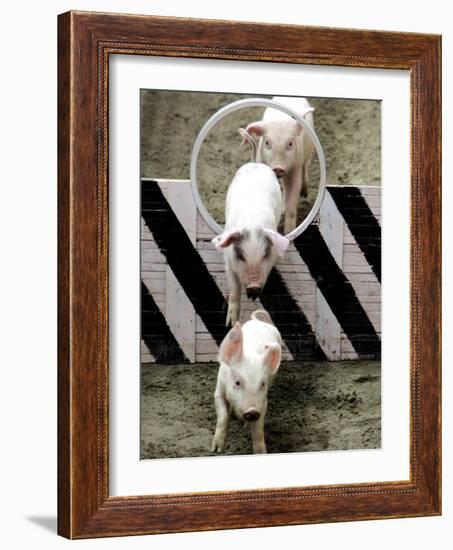 Pigs Compete the Obstacle Race at Pig Olympics Thursday April 14, 2005 in Shanghai, China-Eugene Hoshiko-Framed Photographic Print