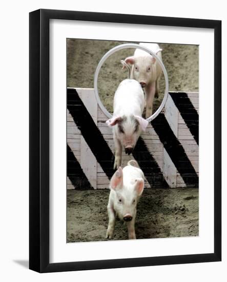 Pigs Compete the Obstacle Race at Pig Olympics Thursday April 14, 2005 in Shanghai, China-Eugene Hoshiko-Framed Photographic Print