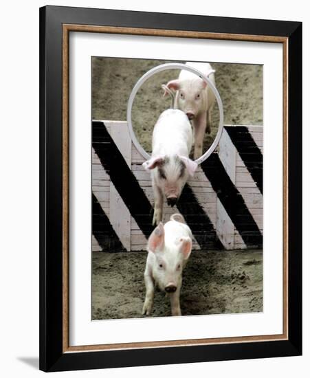 Pigs Compete the Obstacle Race at Pig Olympics Thursday April 14, 2005 in Shanghai, China-Eugene Hoshiko-Framed Photographic Print