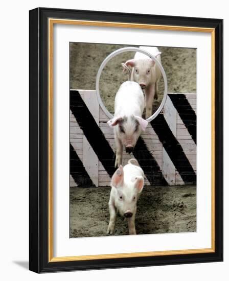 Pigs Compete the Obstacle Race at Pig Olympics Thursday April 14, 2005 in Shanghai, China-Eugene Hoshiko-Framed Photographic Print