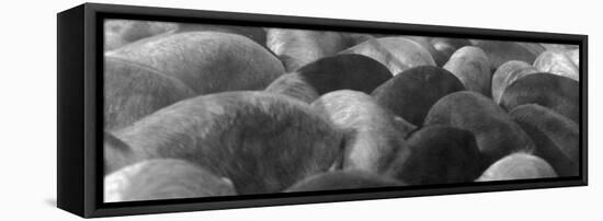 Pigs Crowded Together at a Swift Meatpacking Facility-Margaret Bourke-White-Framed Premier Image Canvas