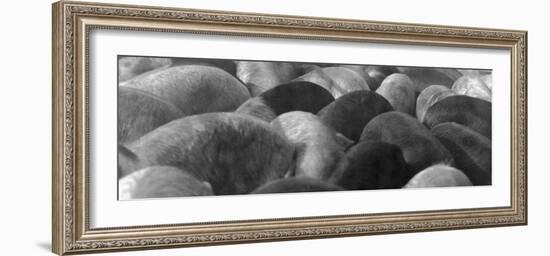 Pigs Crowded Together at a Swift Meatpacking Facility-Margaret Bourke-White-Framed Photographic Print