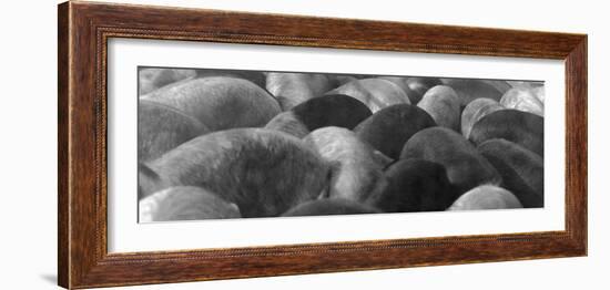 Pigs Crowded Together at a Swift Meatpacking Facility-Margaret Bourke-White-Framed Photographic Print