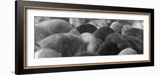 Pigs Crowded Together at a Swift Meatpacking Facility-Margaret Bourke-White-Framed Photographic Print