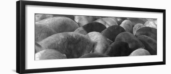 Pigs Crowded Together at a Swift Meatpacking Facility-Margaret Bourke-White-Framed Photographic Print