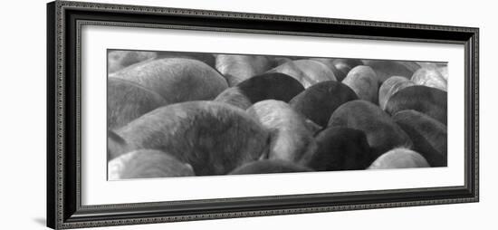 Pigs Crowded Together at a Swift Meatpacking Facility-Margaret Bourke-White-Framed Photographic Print