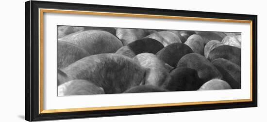 Pigs Crowded Together at a Swift Meatpacking Facility-Margaret Bourke-White-Framed Photographic Print