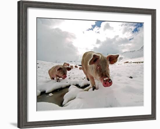 Pigs Make their Way Through a Snowy Landscape Near the Alpine Village of Schruns in Austria-null-Framed Photographic Print