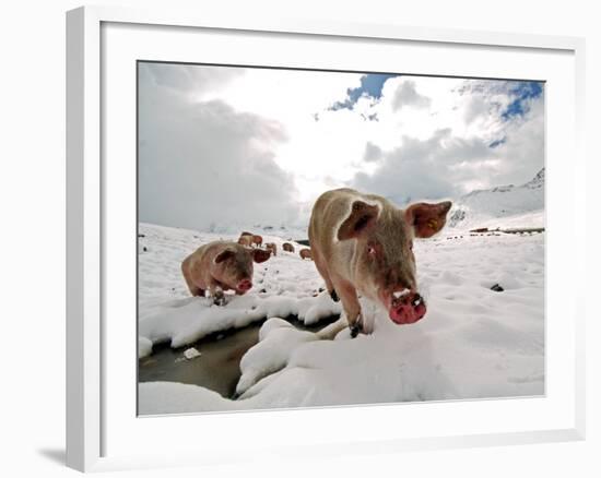 Pigs Make their Way Through a Snowy Landscape Near the Alpine Village of Schruns in Austria-null-Framed Photographic Print