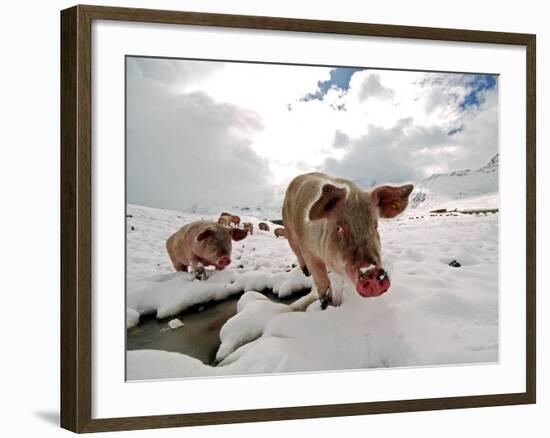 Pigs Make their Way Through a Snowy Landscape Near the Alpine Village of Schruns in Austria-null-Framed Photographic Print