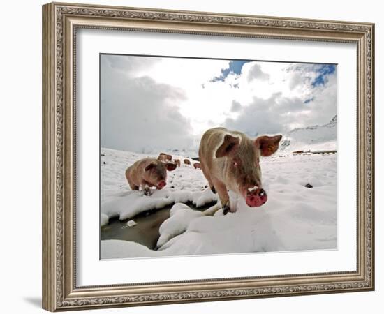 Pigs Make their Way Through a Snowy Landscape Near the Alpine Village of Schruns in Austria-null-Framed Photographic Print