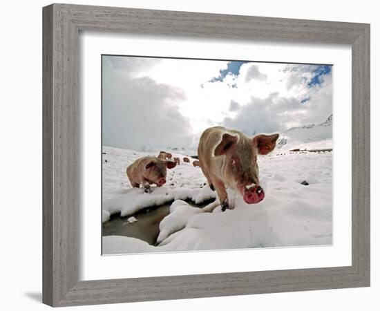 Pigs Make their Way Through a Snowy Landscape Near the Alpine Village of Schruns in Austria-null-Framed Photographic Print