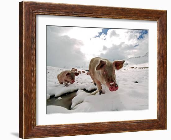 Pigs Make their Way Through a Snowy Landscape Near the Alpine Village of Schruns in Austria-null-Framed Photographic Print