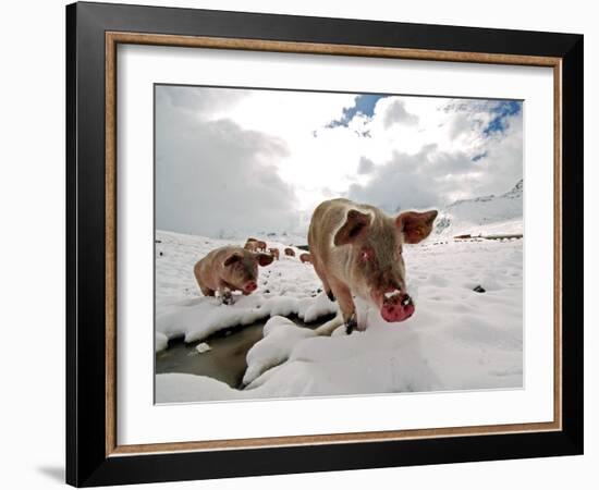 Pigs Make their Way Through a Snowy Landscape Near the Alpine Village of Schruns in Austria-null-Framed Photographic Print