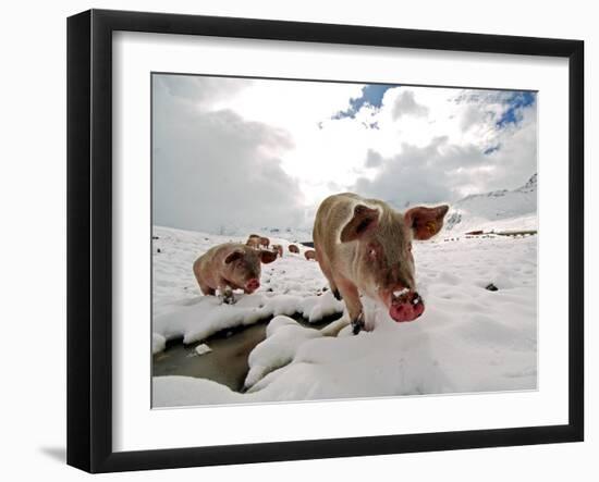 Pigs Make their Way Through a Snowy Landscape Near the Alpine Village of Schruns in Austria-null-Framed Photographic Print