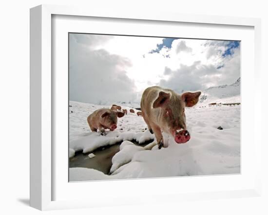 Pigs Make their Way Through a Snowy Landscape Near the Alpine Village of Schruns in Austria-null-Framed Photographic Print