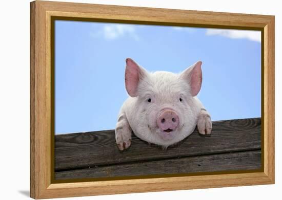 Pigs Piglets Looking over Fence-null-Framed Premier Image Canvas