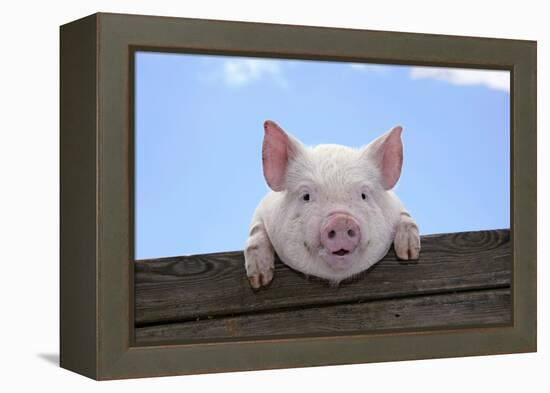 Pigs Piglets Looking over Fence-null-Framed Premier Image Canvas