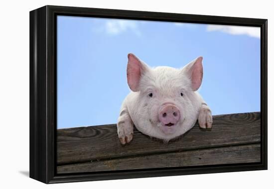 Pigs Piglets Looking over Fence-null-Framed Premier Image Canvas